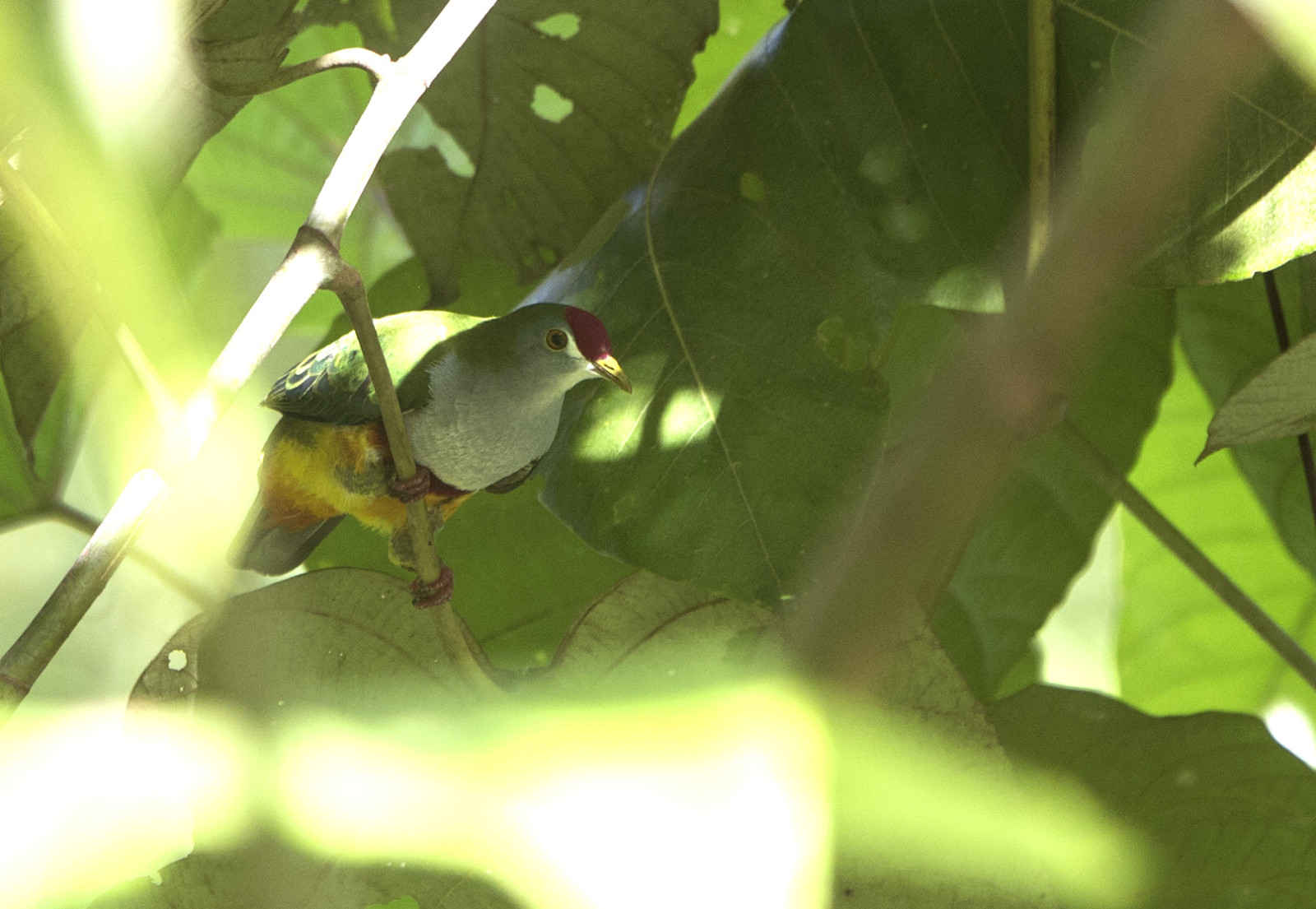 image Beautiful Fruit-Dove